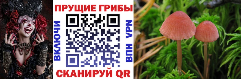 наркотики  Клинцы  Псилоцибиновые грибы Psilocybine cubensis 